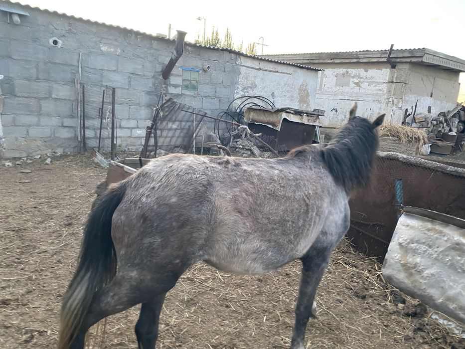 Продам лошадь 450 тыс без торга