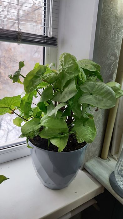 Сингониум баттерфляй