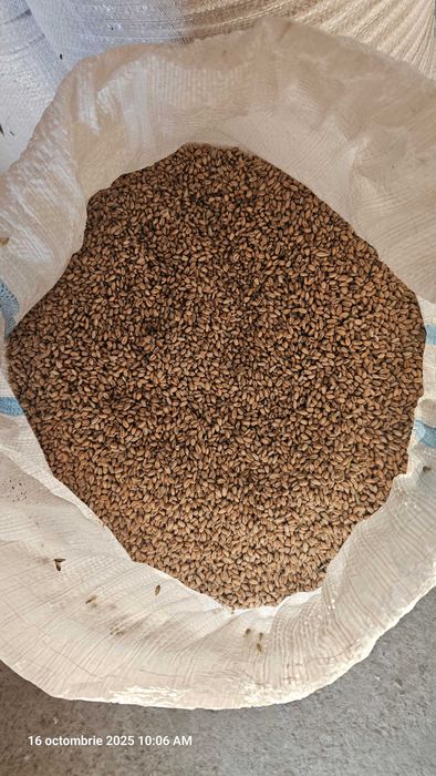 Grau de vanzare ambalat la sac