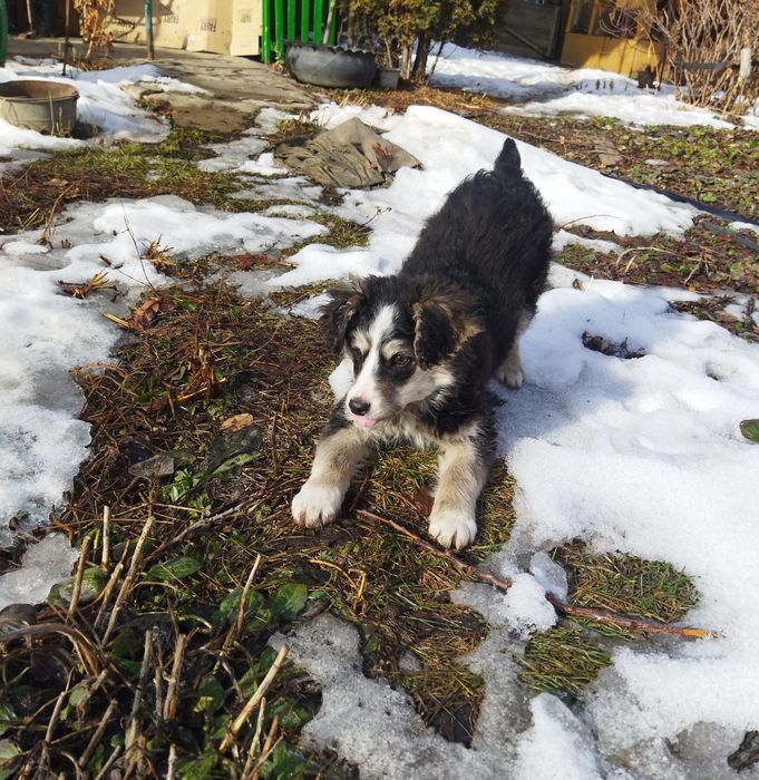 Очаровательная щенок-девочка ищет дом :)