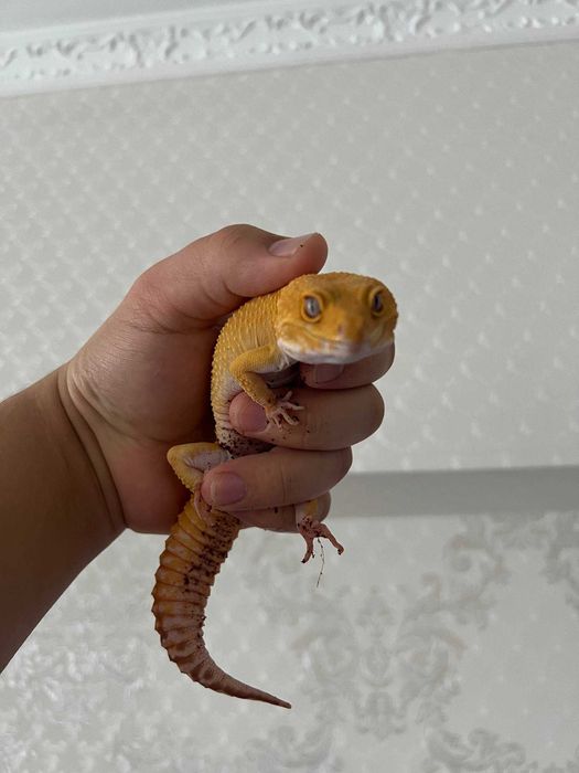 Эублефар - мальчик - год и 8 месяцев