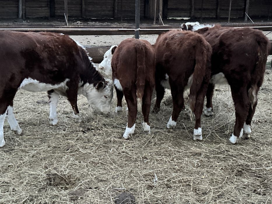 Ұрғашы ақ бас баспақтар сатылады