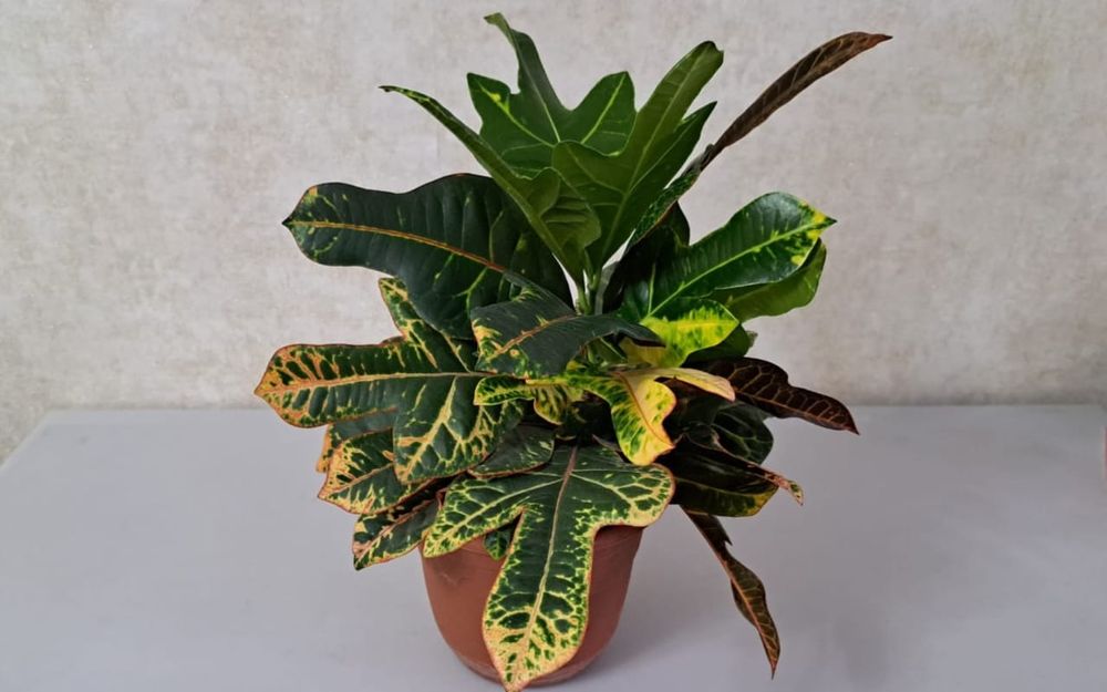 Цветы Цветы Цветы