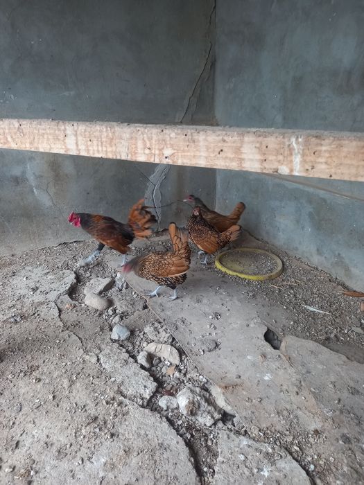 Залатой сибрайт тухумлари