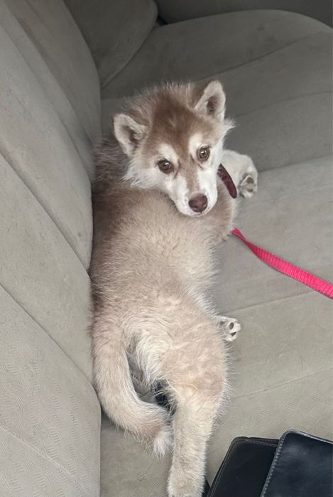 Щенок чистокровного хаски