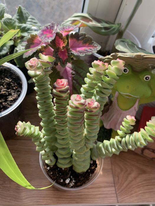 Домашние растения