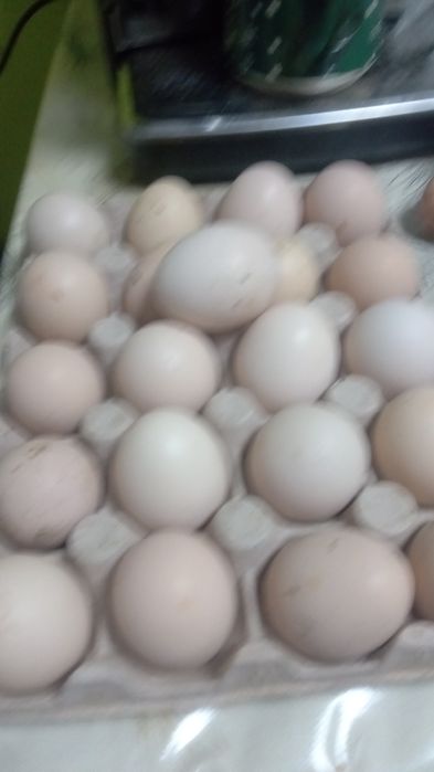 Ouă de combatant indian