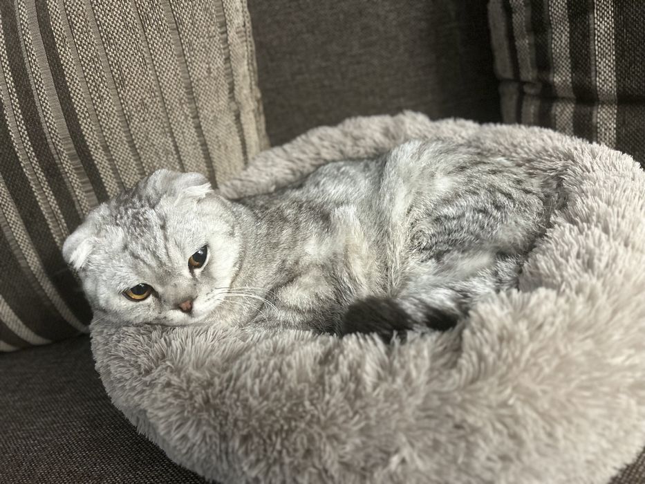 Шатланская Вислоухая мальчик