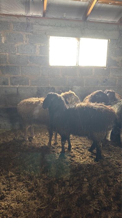 Продаю кой токты кошкар