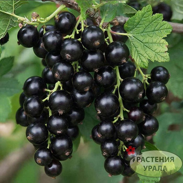 Продам саженцы черной смородины