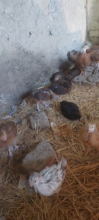 Цыплята ХанХяп Брама Чёрный Принц