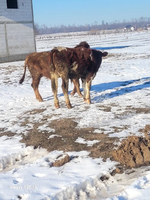 2 taurasi frumoși 7 .8 luni din vaci mari buni de samhnta  .