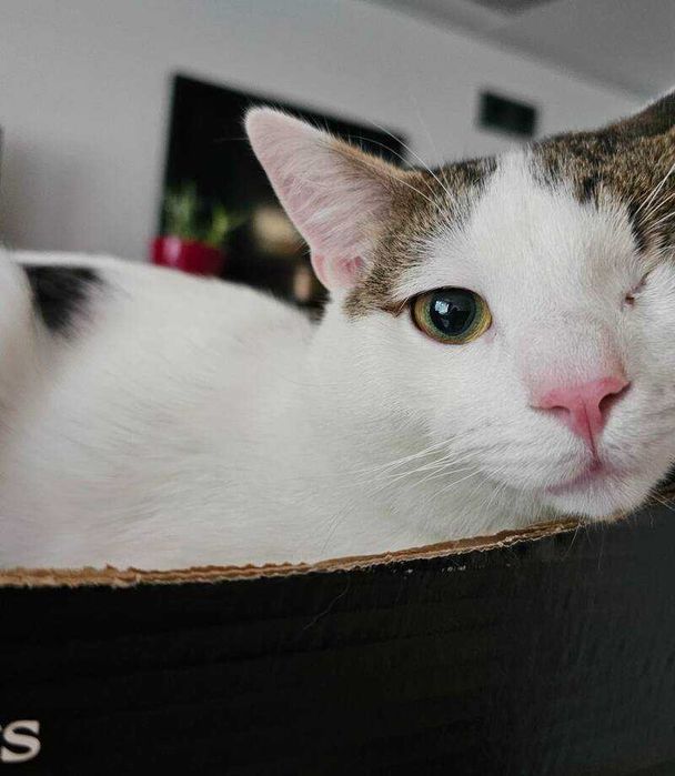 Котак на 1 година