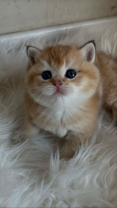 Британские Золотие шиншиллы!