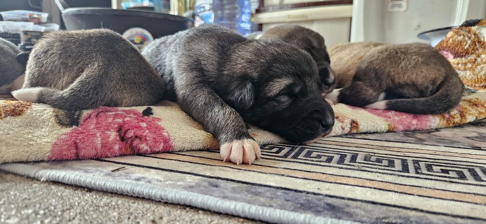 Собаки простые астана