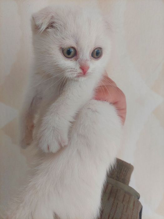 Скоттиш Фолд к,из бола 2 ойлик
