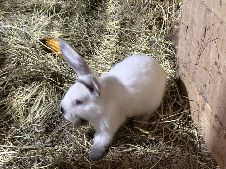 Femele urias de transilvania