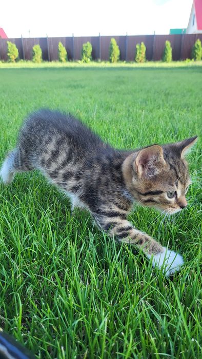 Отдам котят в хорошие руки