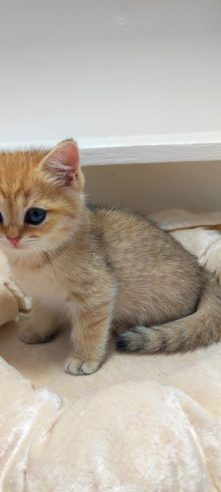 Котики и кошечки британские