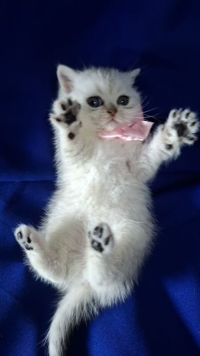 Котята от правильной вязки шиншилла