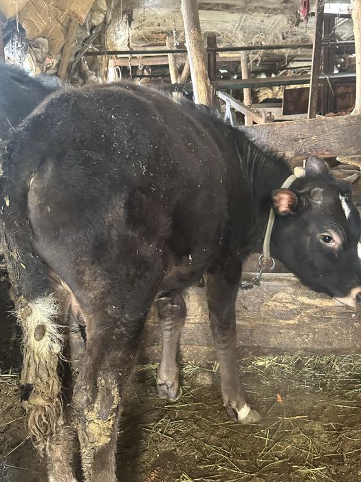 Продам Быка и Телочку