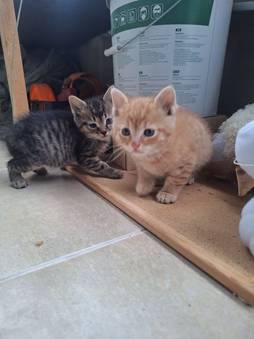 Малки Котенца безплатни