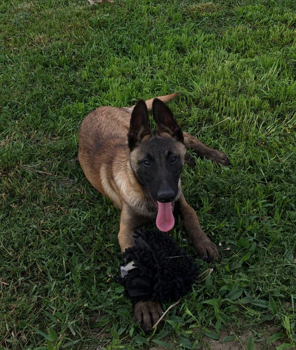 Ciobănesc belgian malinois