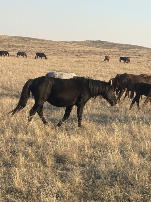Продам кушумского жеребца 9 лет