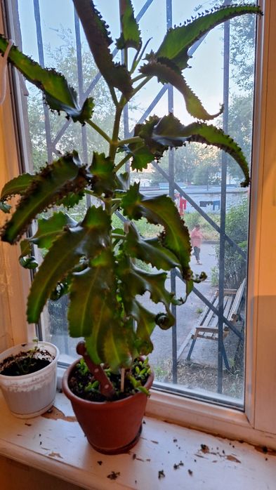 Комнатные растения