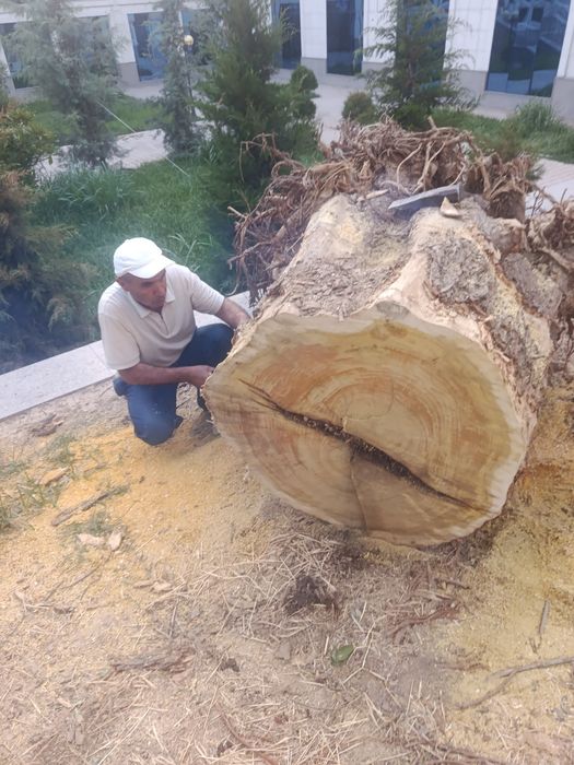 Дарахт кесиш хизмати aбрезка дерево бензaпила услуга.