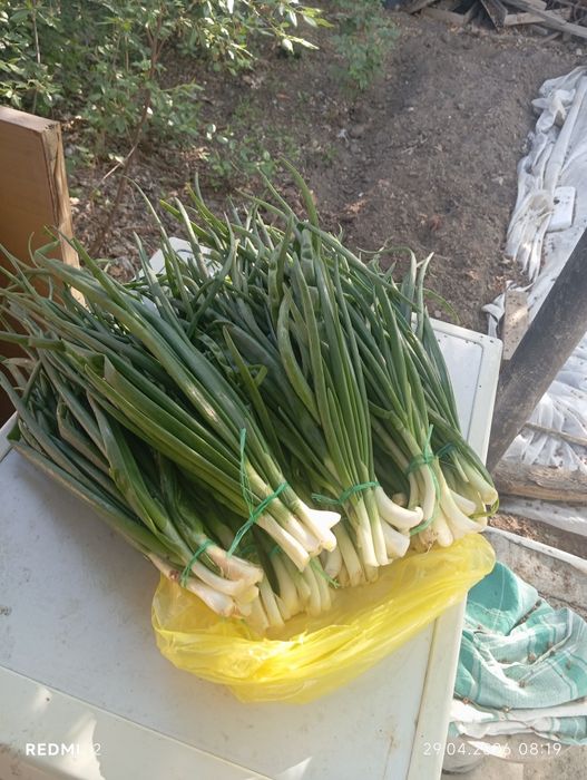 Зелёный лук , Шпинат