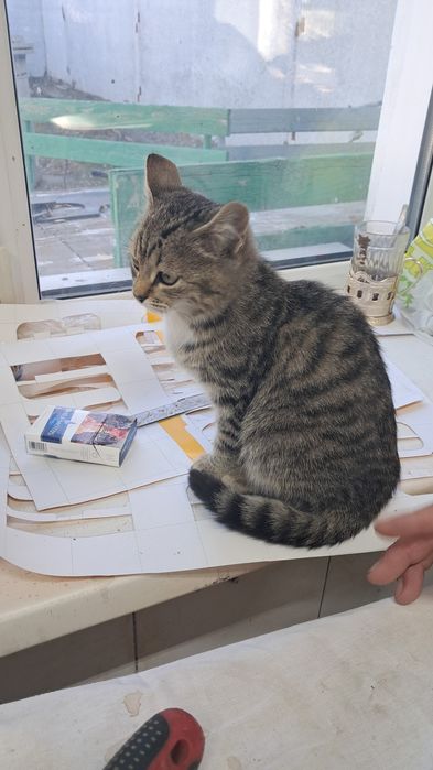Кошечка девочка в добрые руки
