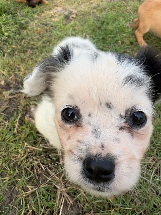 Ofer caței in spre adopție gratis!