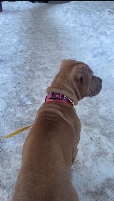 Шарпей, с родословной