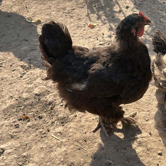 Продам черные куры
