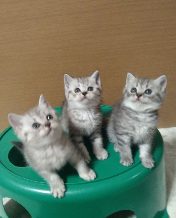 Шотландские Скоттиш страйт.
