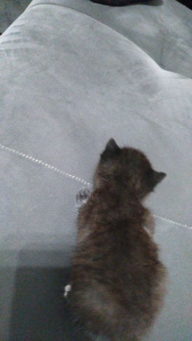 Котенок отдаем в добрые руки