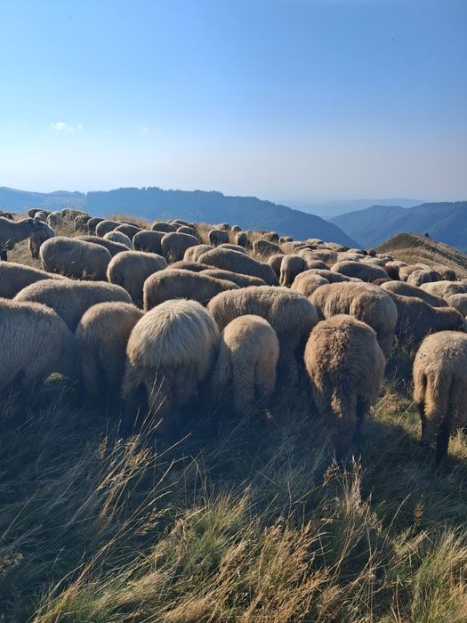 Vànd oi rasa tigaie 140 capete