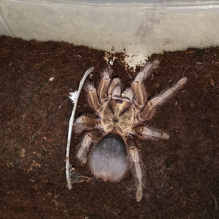 Паук птицеед Pformictopus auratus малыш