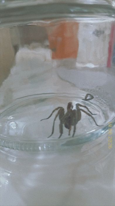 Vand paianjen (tarantulă) mascul,specia paianjen-lup (Honga radiata)