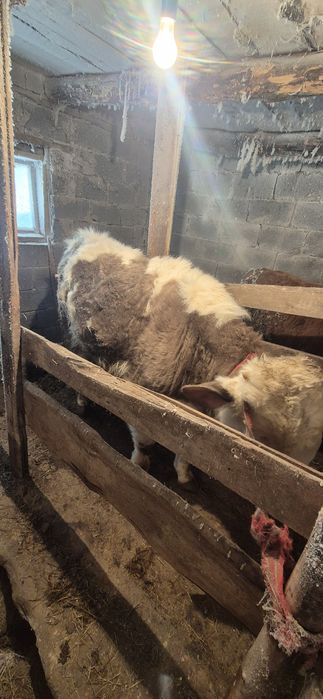 Тайынша сатамын..