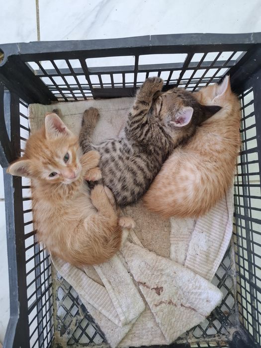 Котята крысоловы. Недорого