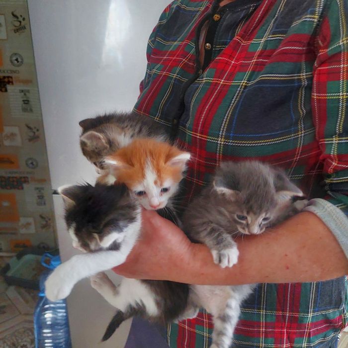 Срочно срочно отдам