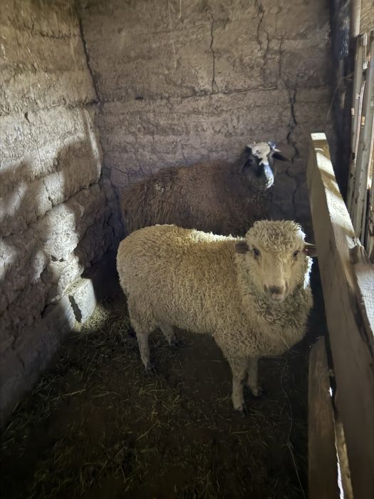 Байланган Еркек Токтылар сатылады