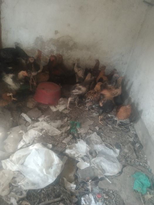 Продаю курей срочно