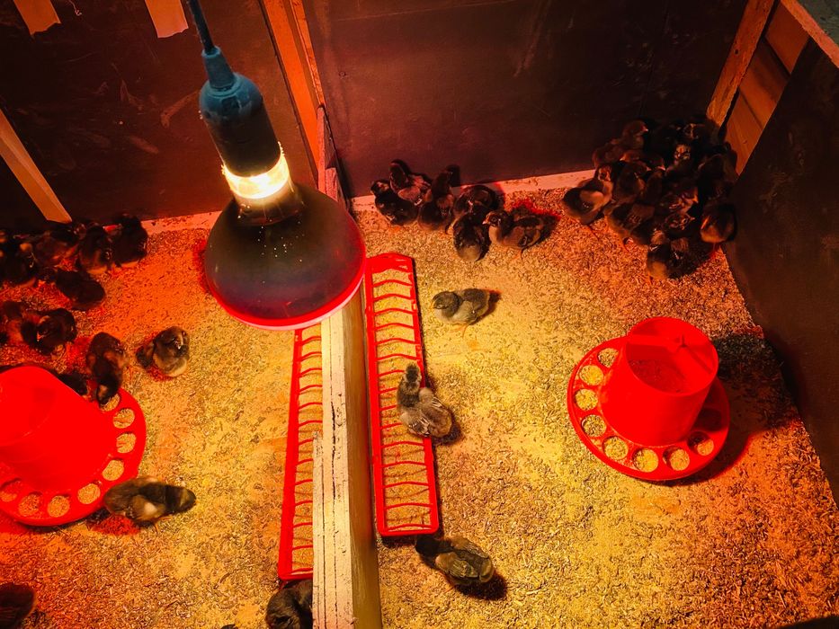 Puisori Wiandotte Gsg și argintiu de vanzare