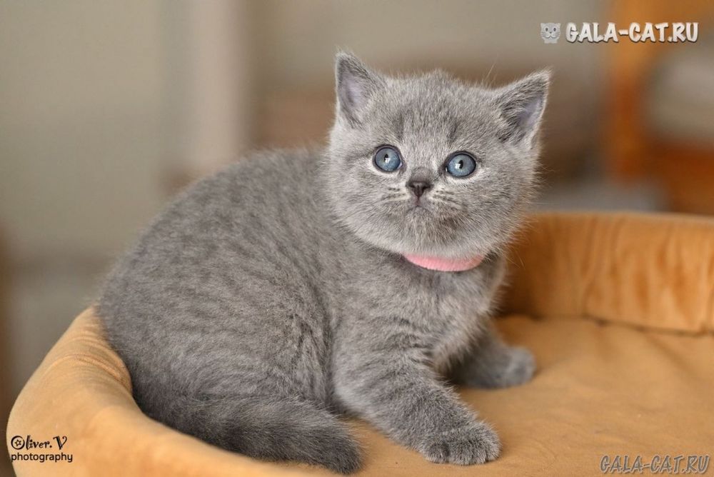 Хайленд страйтлар сотилади