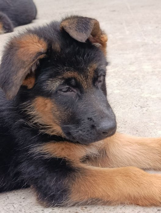 Немецкие овчарки ( стандарт)