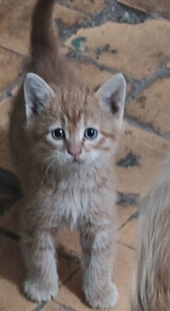 В добрые руки котята