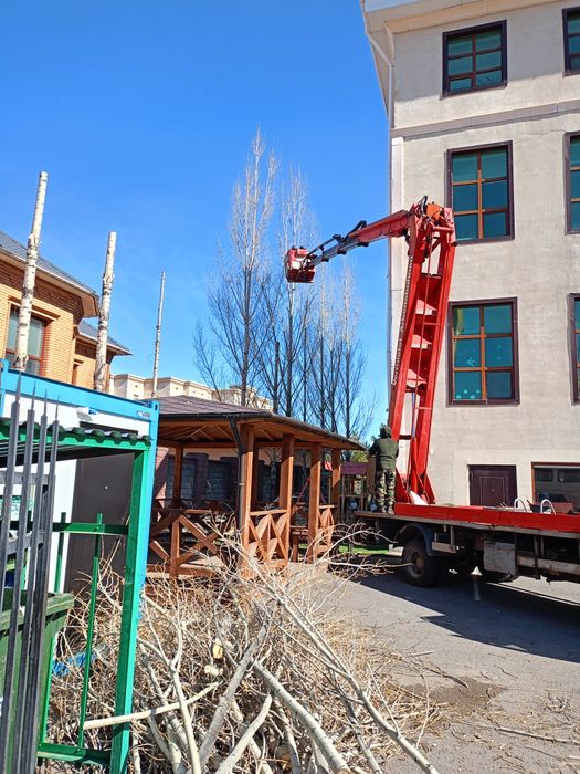 Спил дерево и клонирование санитарной обрезки.